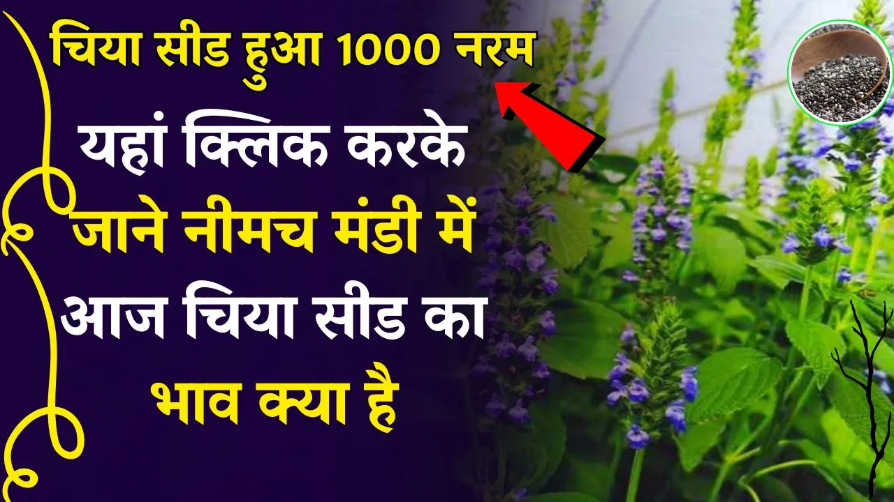 Neemuch Mandi Bhav