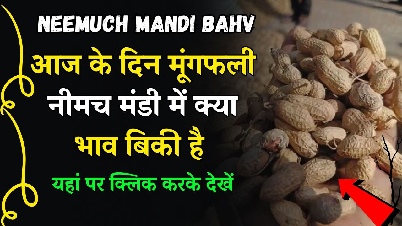 Neemuch Mandi Bhav