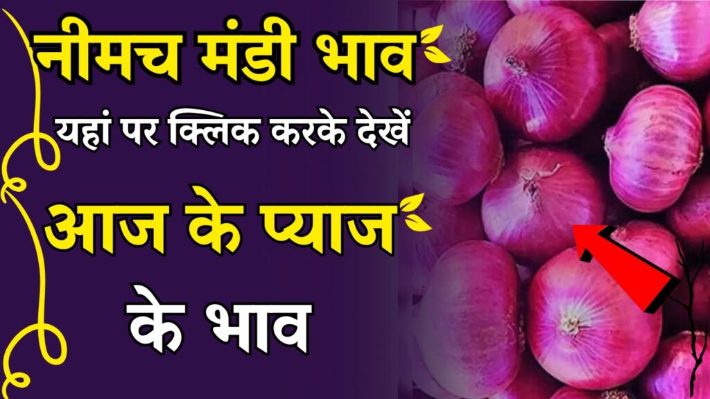 Neemuch Mandi Pyaj Ka Bhav