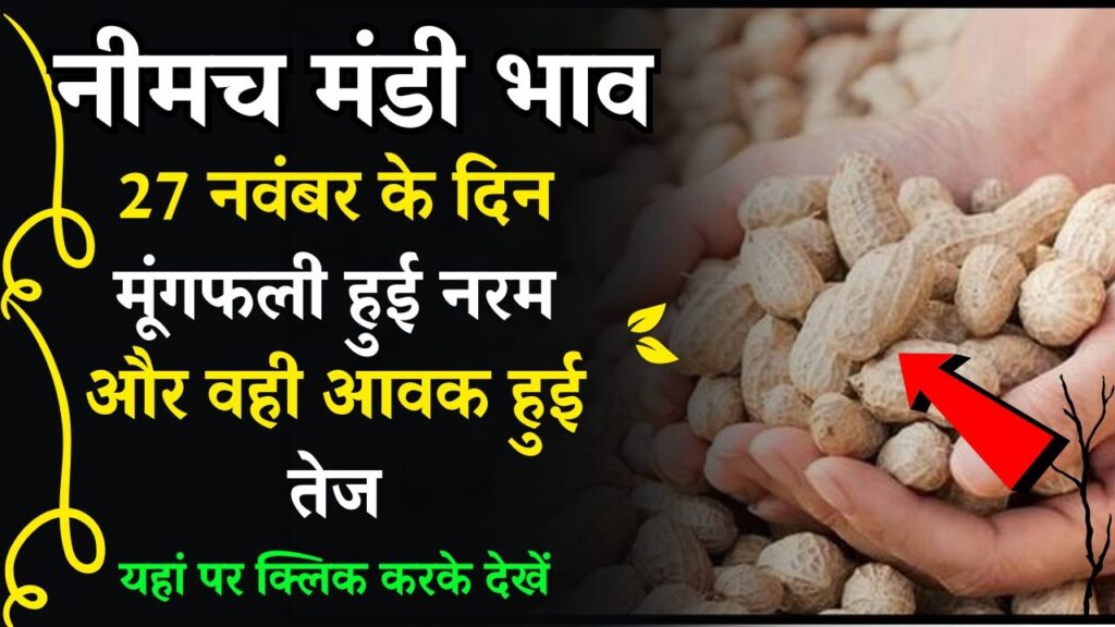 Neemuch Mandi Mungfali Ka Bhav Kya Hai