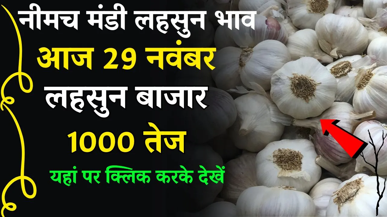Neemuch Mandi Bhav