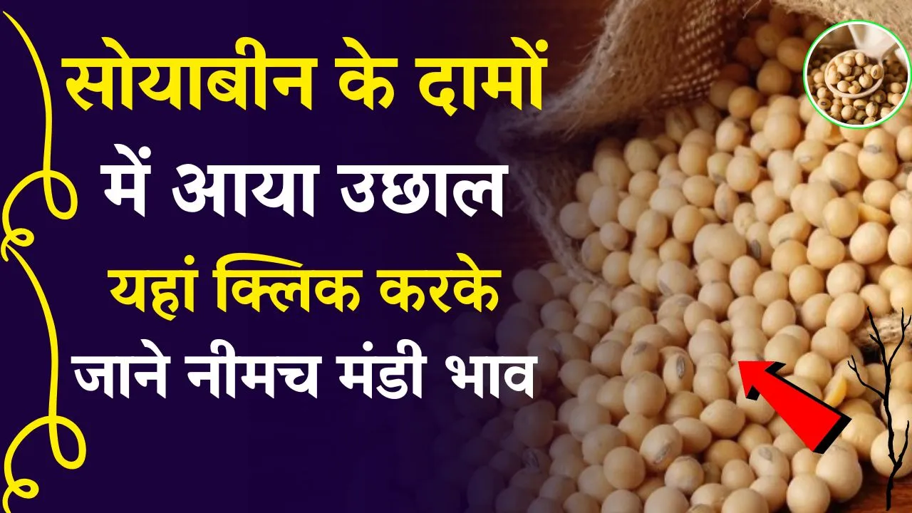 Neemuch Mandi Bhav