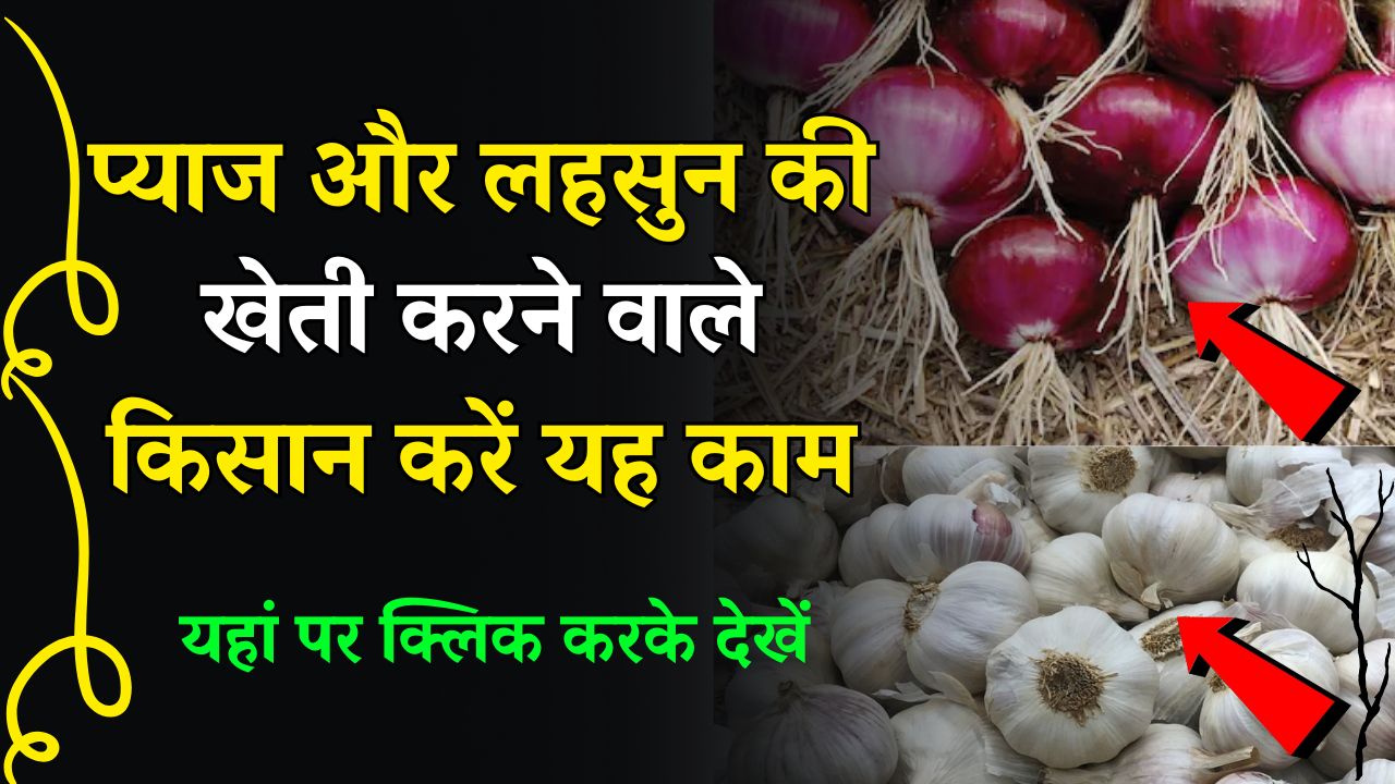 प्याज और लहसुन की खेती करने वाले किसान करें यह काम