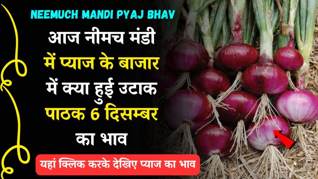 Neemuch Mandi Pyaj Ka Bhav