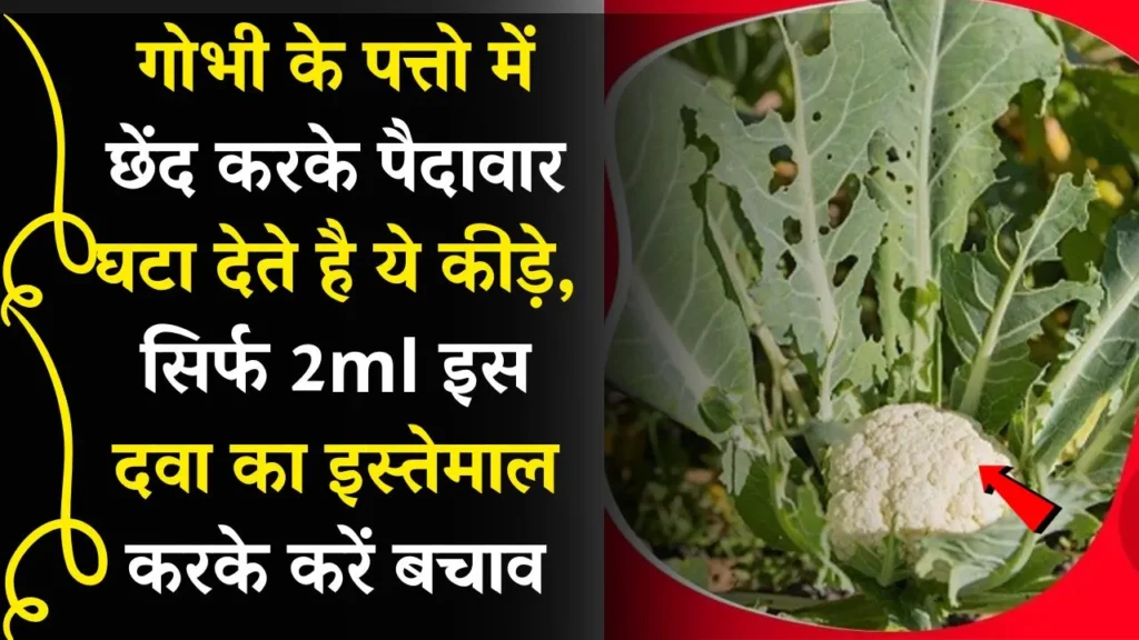 गोभी के पत्तो में छेंद करके पैदावार घटा देते है ये कीड़े
