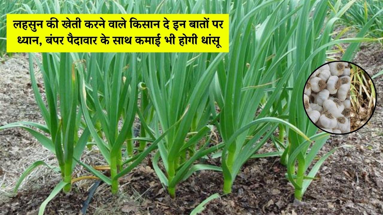 लहसुन की खेती
