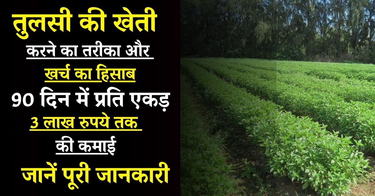 Kheti तुलसी की खेती