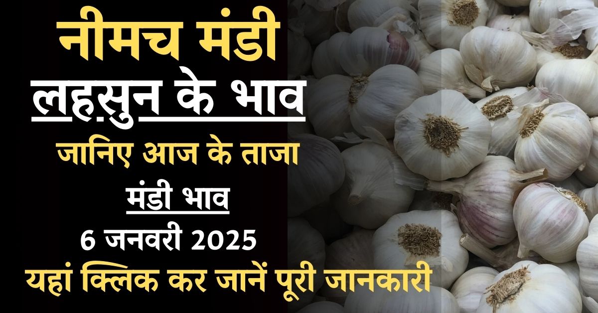 Mandi Bhav : नीमच मंडी में लहसुन के भाव