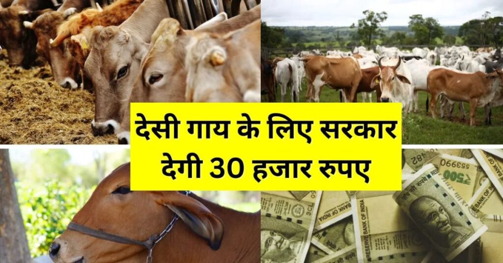 देसी गाय पालने पर सरकार देगी 30,000 रुपये की मदद, किसानों के लिए बड़ा मौका!