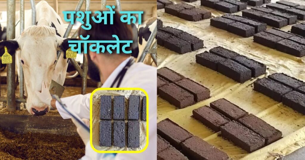 पशुओं का दूध बढ़ाने और सेहत सुधारने के लिए खिलाएं खास चॉकलेट
