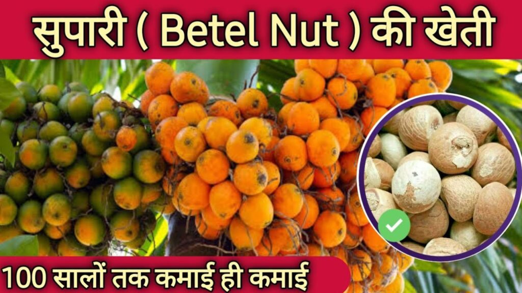 सुपारी की खेती: कम खर्च में ज्यादा मुनाफा, लंबे समय तक कमाई का मौका"।