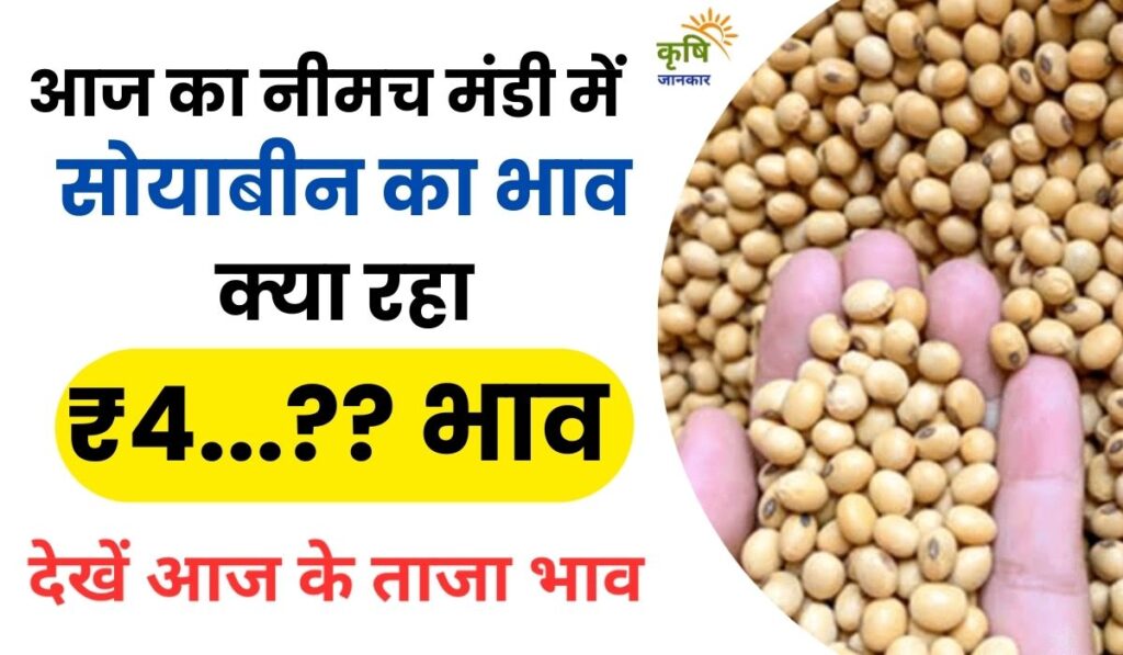 नीमच मंडी में सोयाबीन
