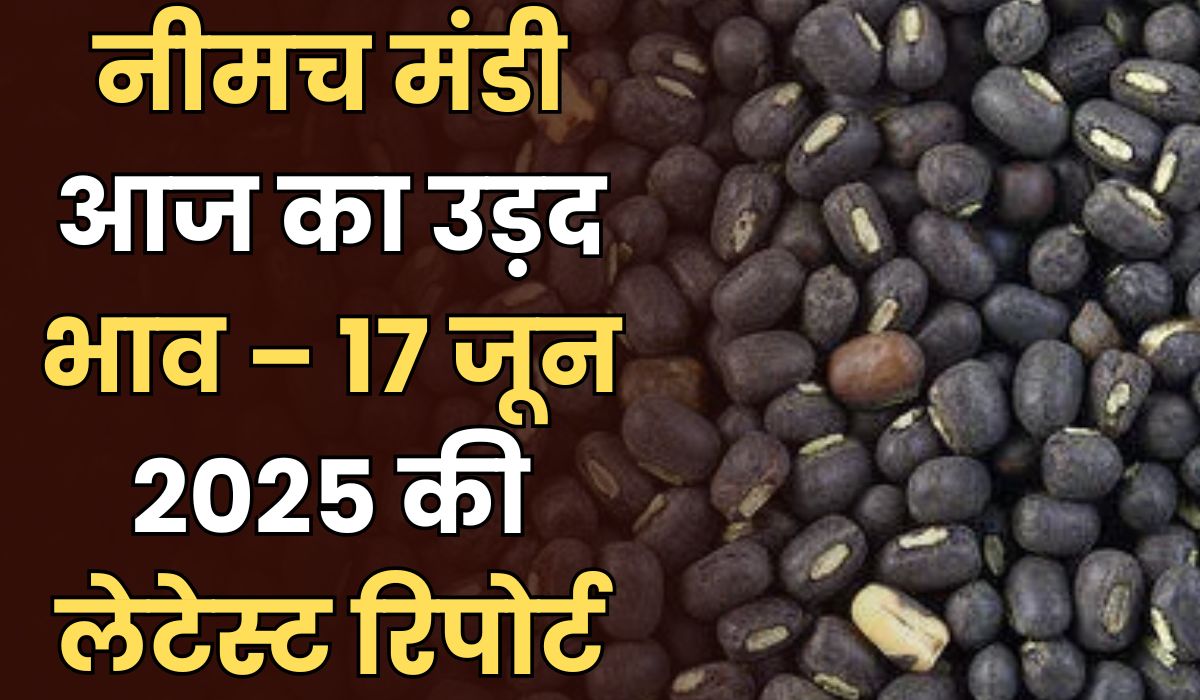 नीमच मंडी आज का उड़द भाव – 17 जून 2025 की लेटेस्ट रिपोर्ट